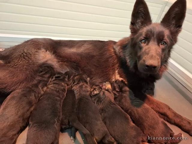 adopter chiot berger allemand noir pour noël 