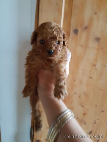 adoption chiot caniche disponible 