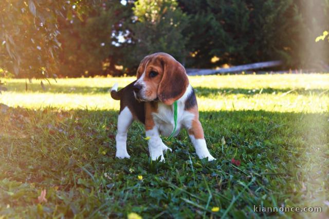 Dons chiot beagle disponible 