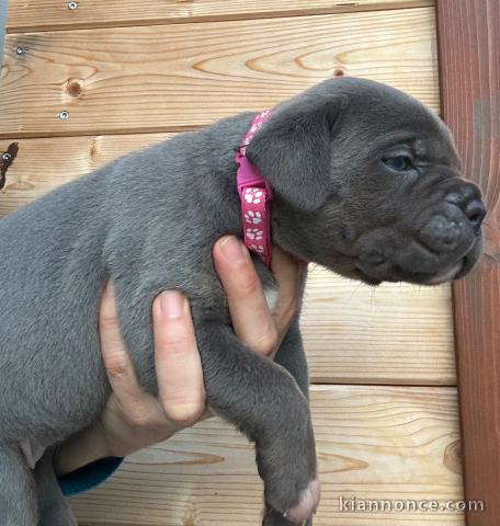 bébé chiot Cane Corso disponible 