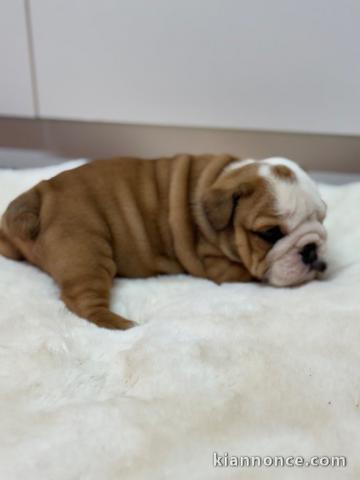 chiot bulldog anglais mâle pour adoption 