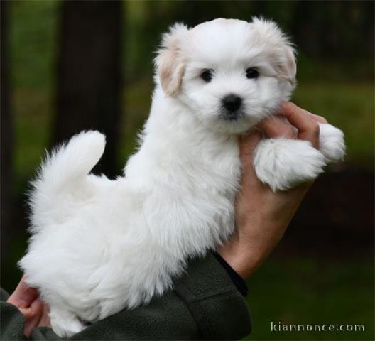 Chiots Coton de Tulear a donné contre bon soin 