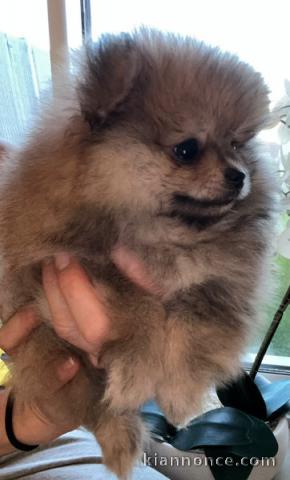 chiot spitz allemand disponible pour adoption 