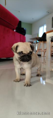 chiot carlin disponible pour adoption 