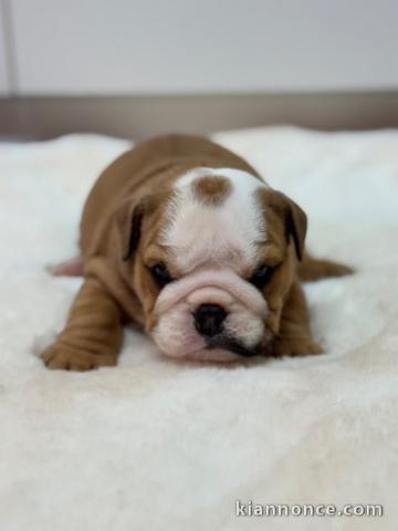 chiot bulldog anglais mâle a donner 
