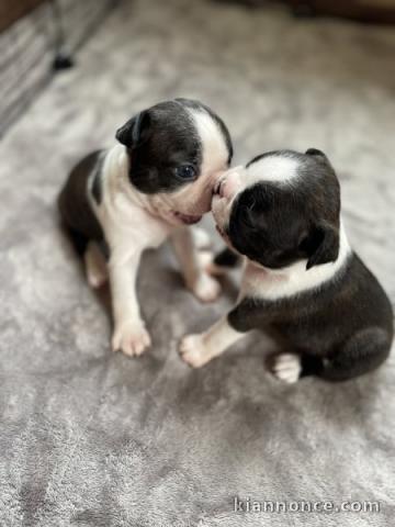 🐶 Adorable chiot Boston Terrier à réserver 🐾