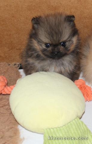 chiot spitz allemand race pure 