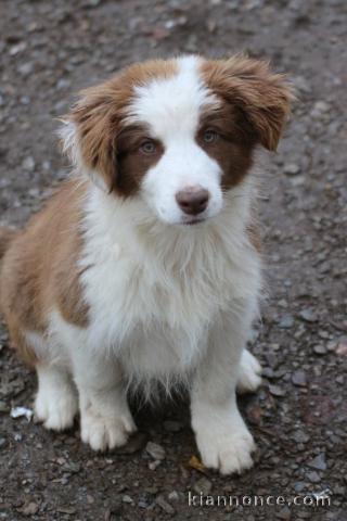 magnifique chiot border collier a donner 