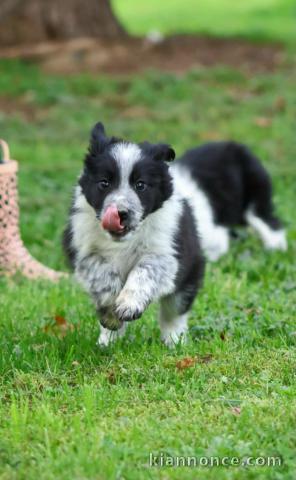 chiot border collier a donner 