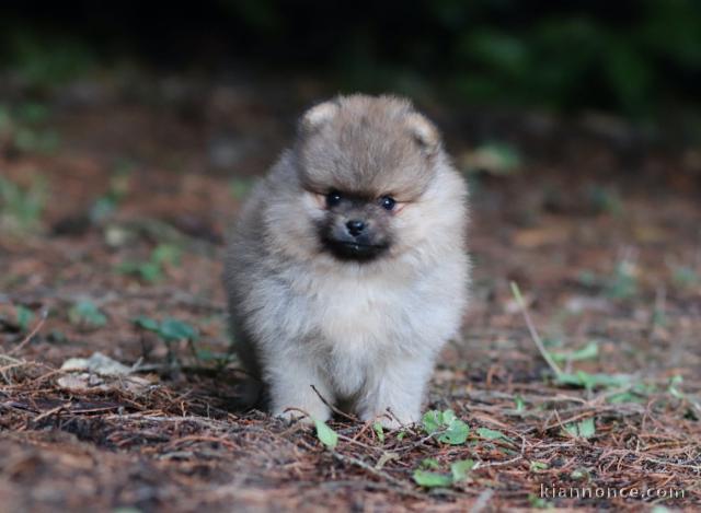 magnifique chiot spitz disponible femelle 