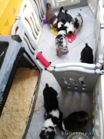 magnifique chiot berger australien à adopter 