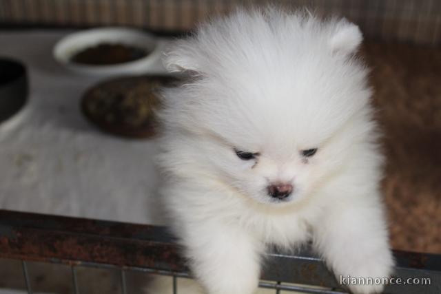 chiot spitz allemand magnifique femelle 