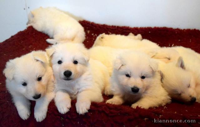 adorable chiot berger blanc suisse adoption 
