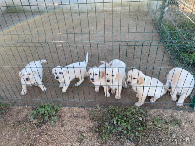 magnifique chiot type labrador retriever disponible 