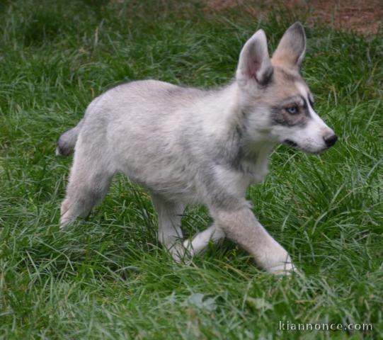 magnifique chiot sibérien husky Mâle 