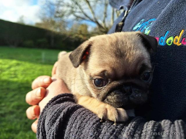 chiot carlin magnifique 