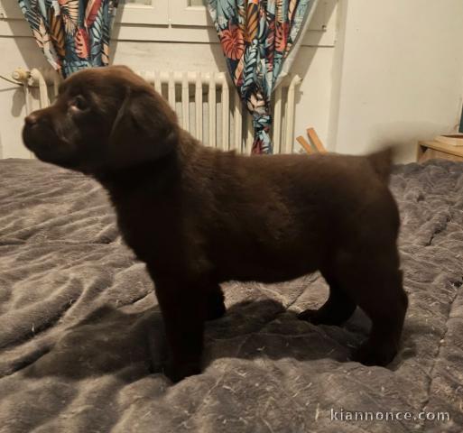 chiot labrador retriever disponible 