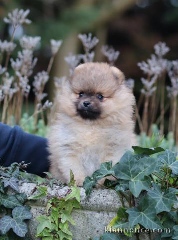 chiot spitz allemand disponible 