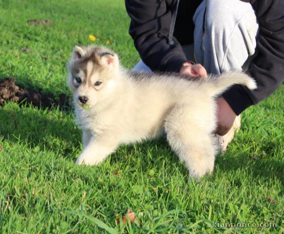 magnifique chiot sibérien husky 