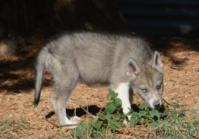 chiot type husky sibérien adorable 