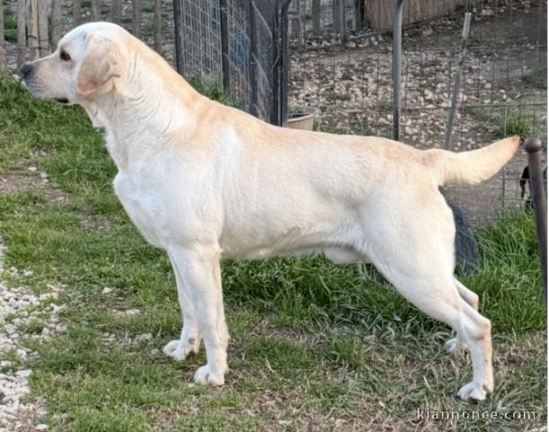 Labrador retriever disponible 