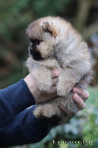chiot spitz allemand disponible 
