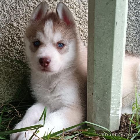 magnifique chiot husky sibérien 