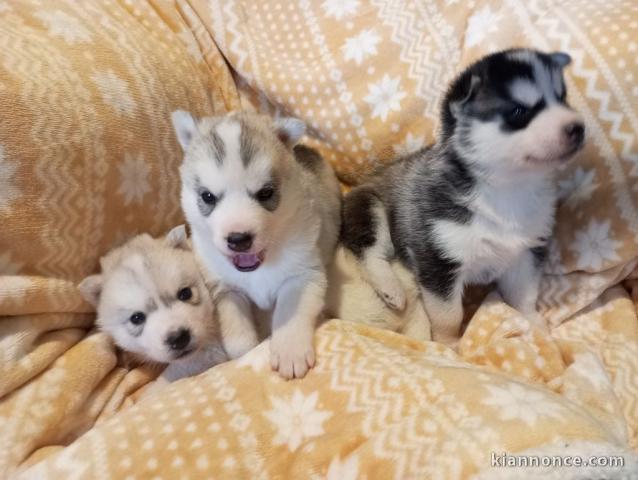 magnifique chiot husky sibérien à donner 