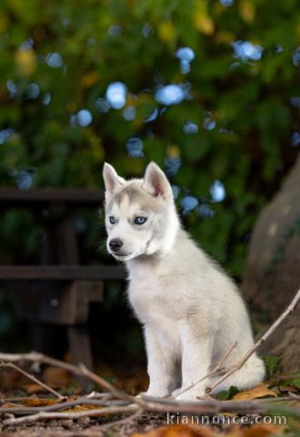 adorable chiot sibérien husky Mâle 