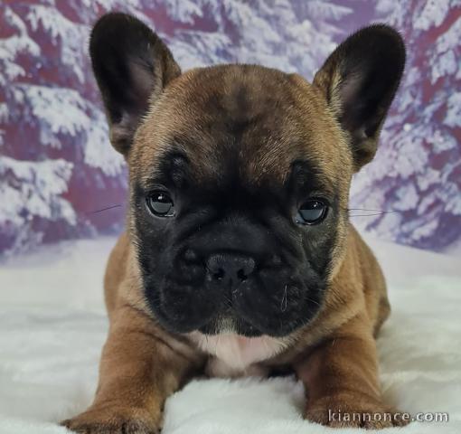 adorable chiot bouledogue 