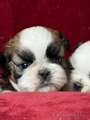 adorable chiot Shih Tzu 