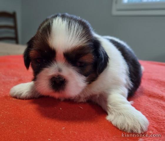 chiot Shih Tzu a donner 