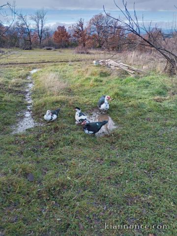 Canards de Barbarie contre une participations 