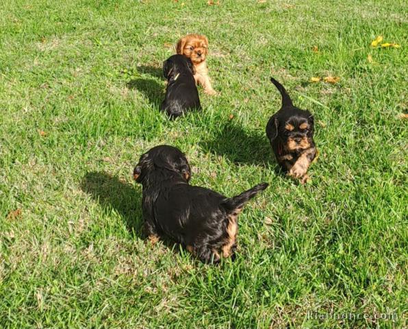 adorable chiot cavalier king charle disponible 