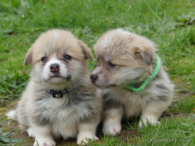 Chiots Welsh Corgi Pembroke a donner 