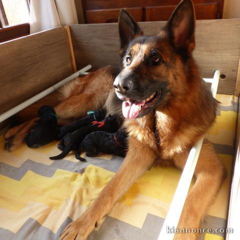 bébé chiot berger allemand disponible 