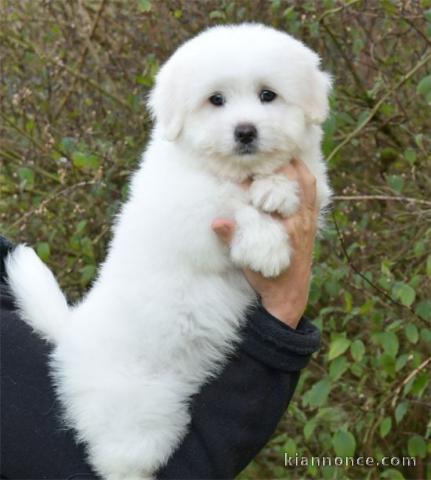 magnifique chiot coton de Tuléar 