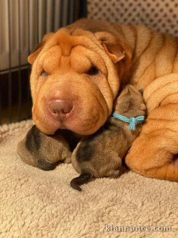 adorable chiot shar pei a donner 