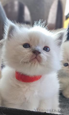 adorable chaton ragdoll femelle 