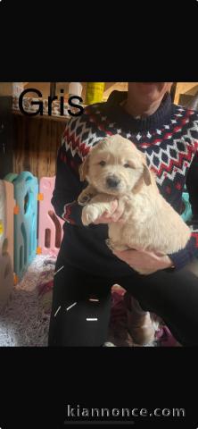 bébé chiot golden retriever mâle a donner 