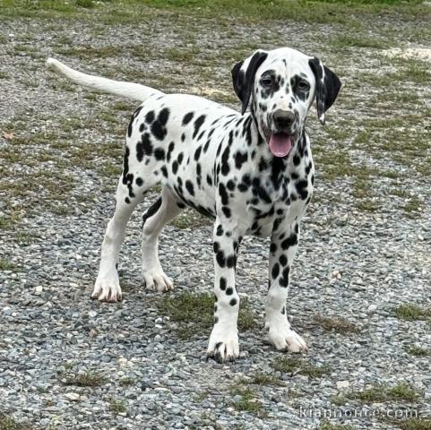 magnifique chiot dalmatien a donner contre bon soin 