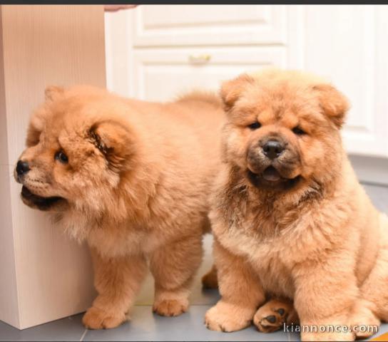 Cherche chiot à donner où à vendre 