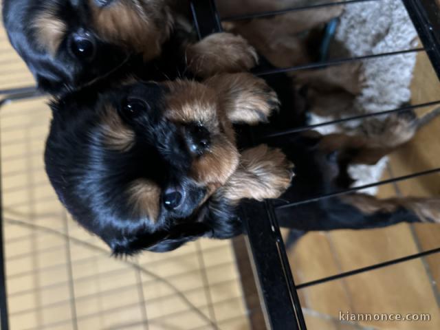 chiot cavalier king charle magnifique 