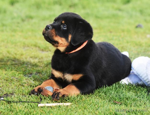 je donne des chiots rottweiler disponible 
