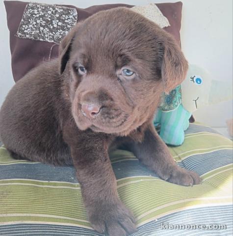 chiot labrador retriever disponible 