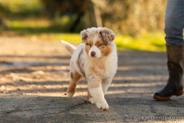 bébé chiot berger australien à adopter 