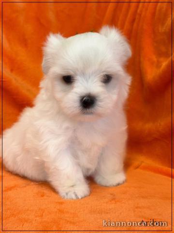 dons chiot bichon maltais 