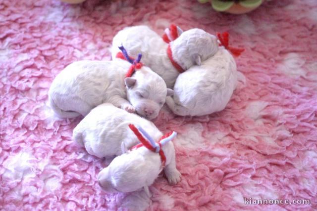 annonce chiot bichon frisé femelle et mâle 