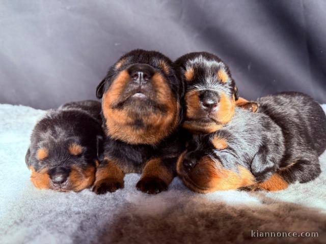 chiot rottweiler adorable 