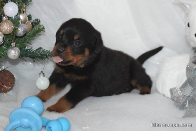 je donne chiot rottweiler mâle 